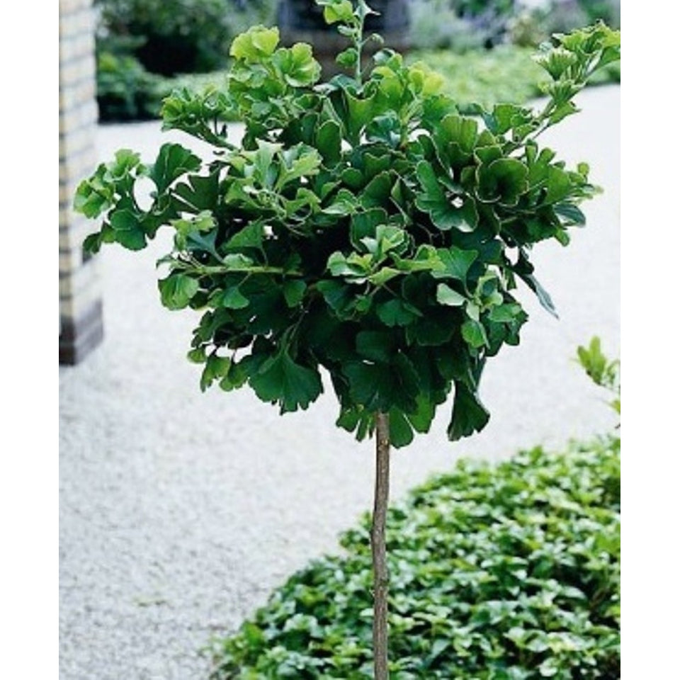 Ginkgo – Ginkgo biloba 'Mariken' - C15 6/8 180 CM Stem